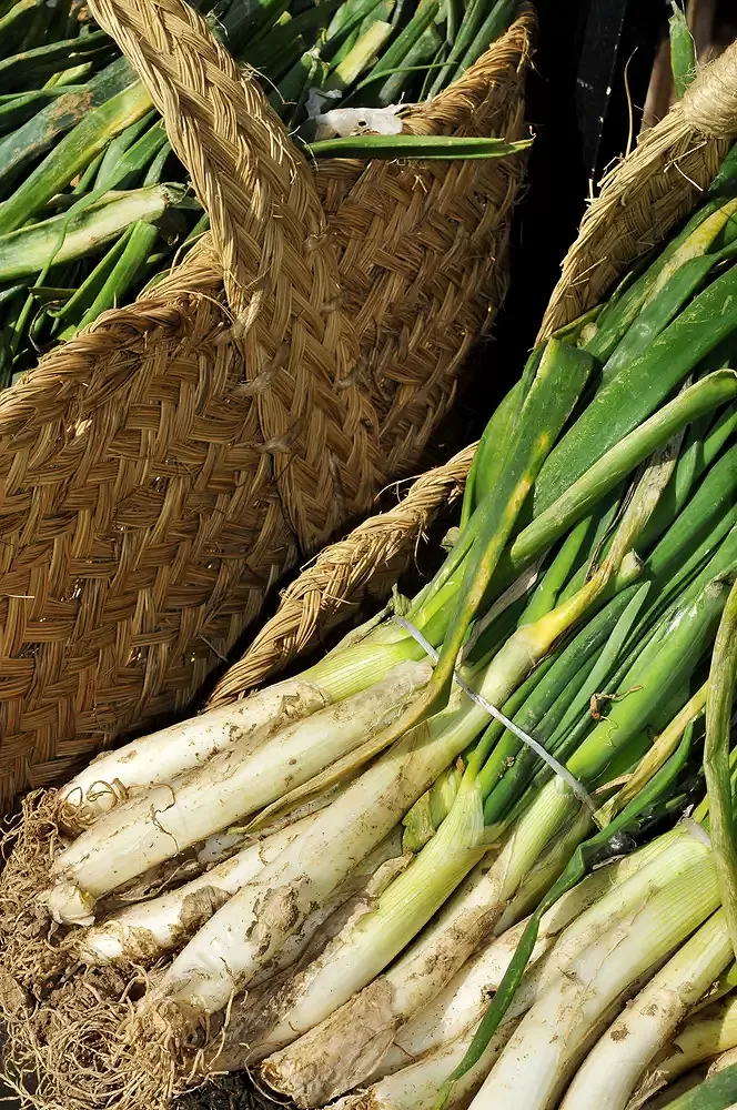 Baskets of calçots